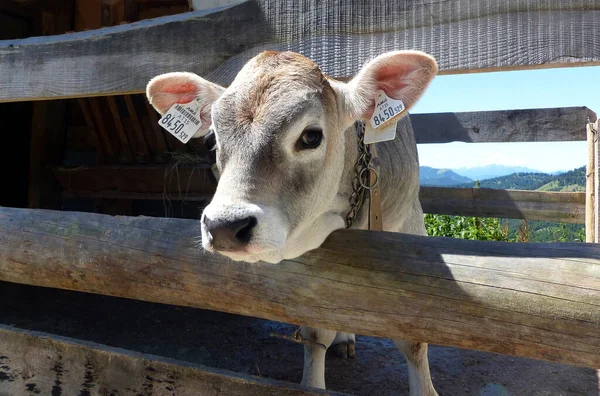 Jeune Veau Dans Les Montagnes Bavaroises Allemagne Été — Photo