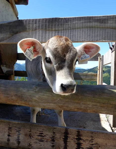 Jeune Veau Dans Les Montagnes Bavaroises Allemagne Été — Photo