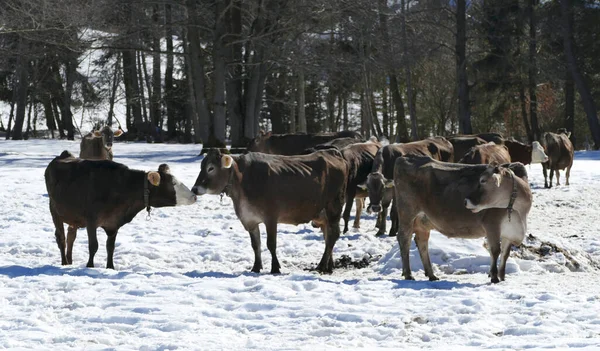 Herd Cows Bulls Bavarian Mountains Germany Wintertime — Stock fotografie
