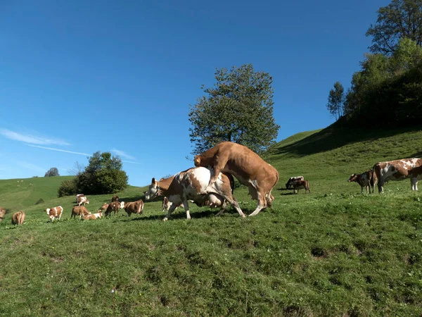 Herd Cows Meadow Bavarian Mountains Germany Summertim — Stock fotografie