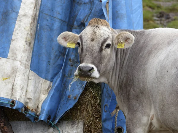 Retrato Una Vaca Las Montañas Baviera Alemania Verano —  Fotos de Stock