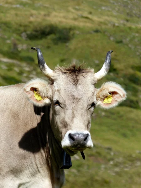 Toro Con Cuernos Las Montañas Baviera Alemania Invierno —  Fotos de Stock