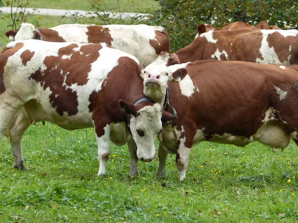 Herd Cows Meadow Bavarian Mountains Germany Summertim — Stock fotografie
