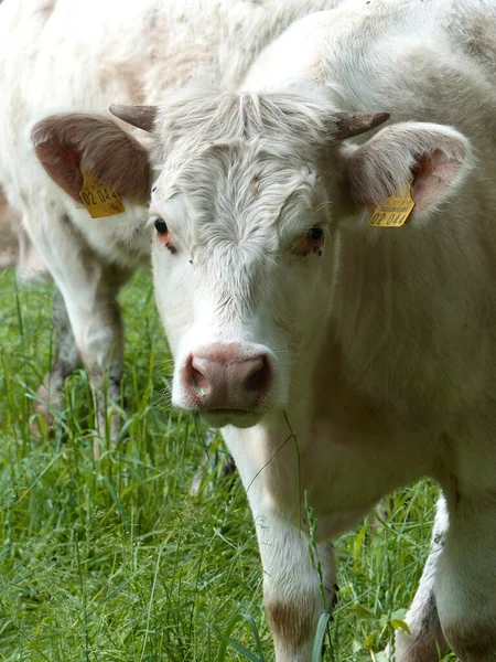 Retrato Una Vaca Las Montañas Baviera Alemania Verano —  Fotos de Stock