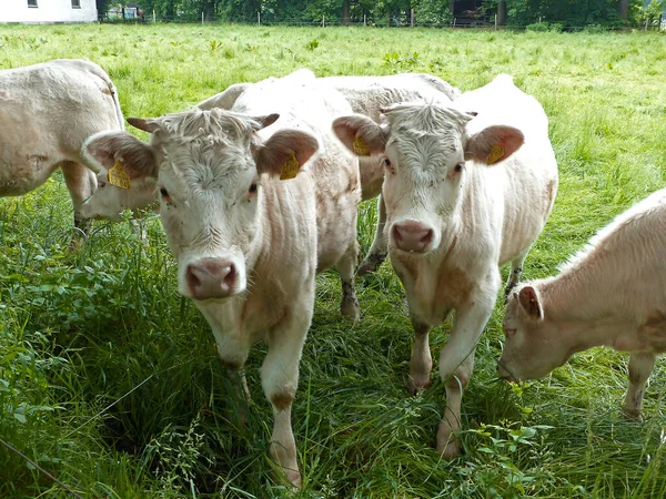 Herd Cows Meadow Bavarian Mountains Germany Summertim — Stock fotografie