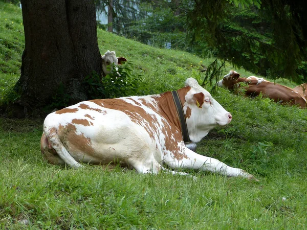 夏天在德国巴伐利亚山区的草地上成群的奶牛 — 图库照片