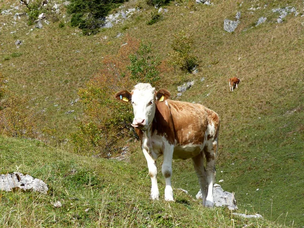 Retrato Uma Vaca Nas Montanhas Baviera Alemanha Verão — Fotografia de Stock