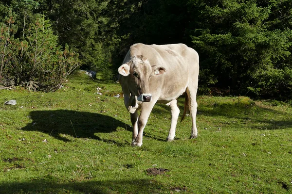 Portret Krowy Austriackich Górach Lecie — Zdjęcie stockowe