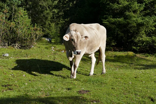 Retrato Una Vaca Las Montañas Austríacas Verano —  Fotos de Stock