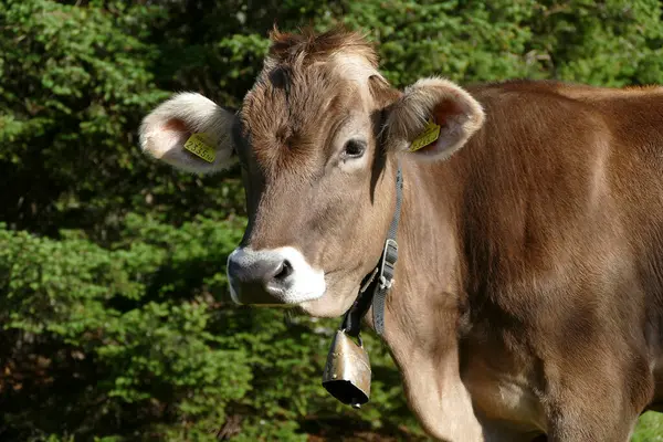 Portrait Une Vache Dans Les Montagnes Autrichiennes Été — Photo