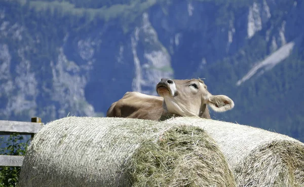 Retrato Una Vaca Las Montañas Austríacas Verano —  Fotos de Stock