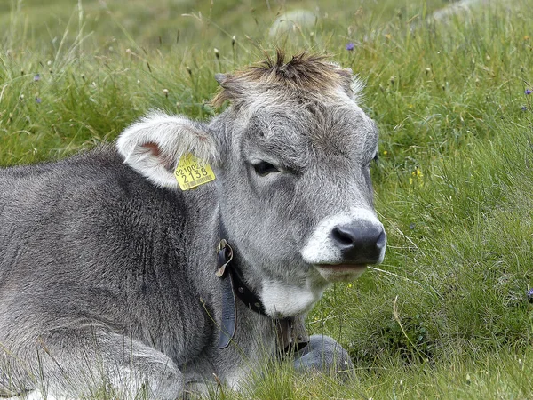 Retrato Una Vaca Las Montañas Austríacas Verano — Foto de Stock