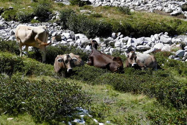 Krowy Łące Austriackich Górach Lecie — Zdjęcie stockowe