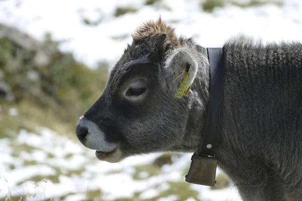 Retrato Uma Vaca Nas Montanhas Austríacas Verão — Fotografia de Stock