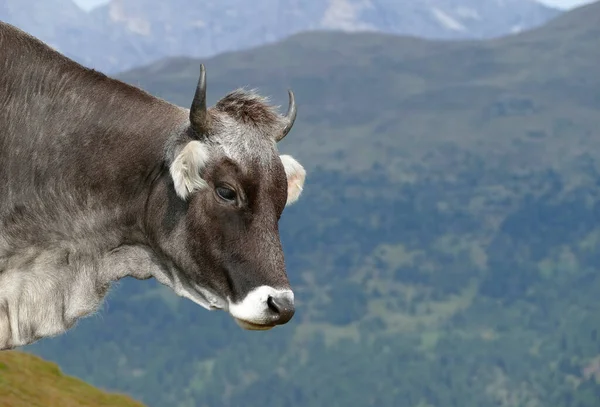 Retrato Una Vaca Las Montañas Austriacas Verano —  Fotos de Stock