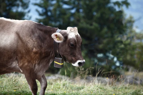 Conducción Ganado Vacuno Los Alpes Suiza —  Fotos de Stock