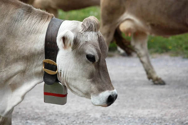 Conduite Bétail Vache Dans Les Alpes Suisse — Photo