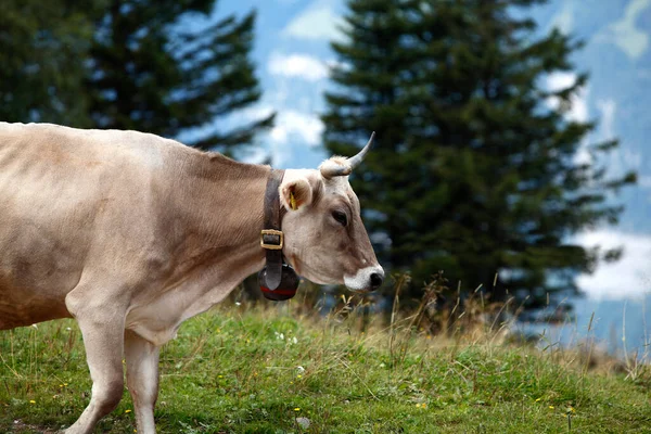 Passeio Vacas Nos Alpes Suíça — Fotografia de Stock