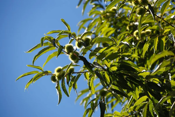 Chestnuts Tree Switzerland — Stock Photo, Image