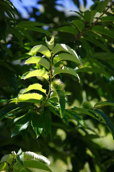 Kastanien Auf Dem Baum Der Schweiz — Stockfoto