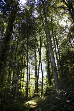 Sonbaharda yeşil karanlık orman