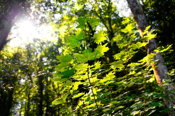 Grüner Dunkler Wald Herbst — Stockfoto
