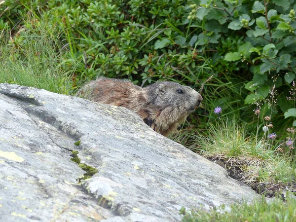 Alpin Murmeldjur Höga Berg Österrike — Stockfoto