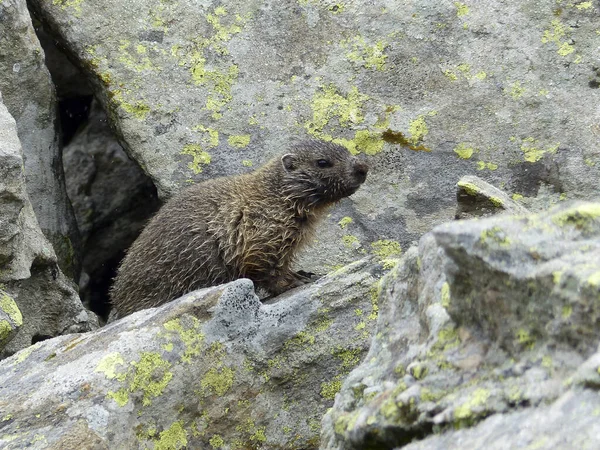 Marmota Alpina Altas Montanhas Áustria — Fotografia de Stock