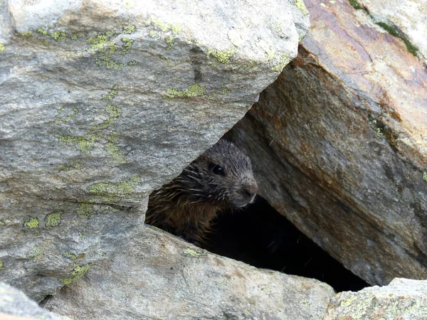 Alpine Marmot Cave High Mountains Austria — Stock Photo, Image