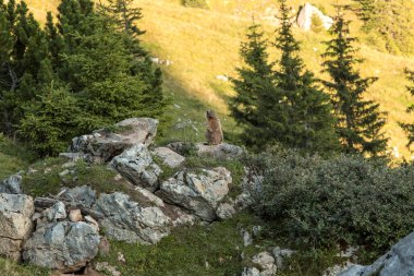 Alp dağ sıçanı çiçekler arasında, Bavyera, Almanya