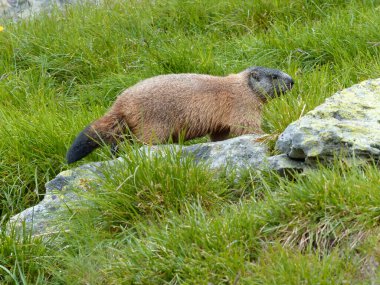 Avusturya 'nın yüksek dağlarında dağ sıçanı.