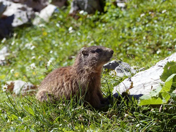 Alpine Marmot Marmota Marmota High Mountains Bavaria Germany Summertime — Stock Photo, Image