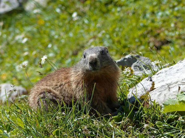 Alpesi Mormota Marmota Marmota Bajorországban Németországban Magas Hegyekben Nyáron — Stock Fotó