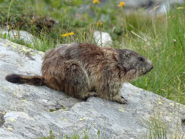 Alpine Marmot High Mountains Austria — Stock Photo, Image