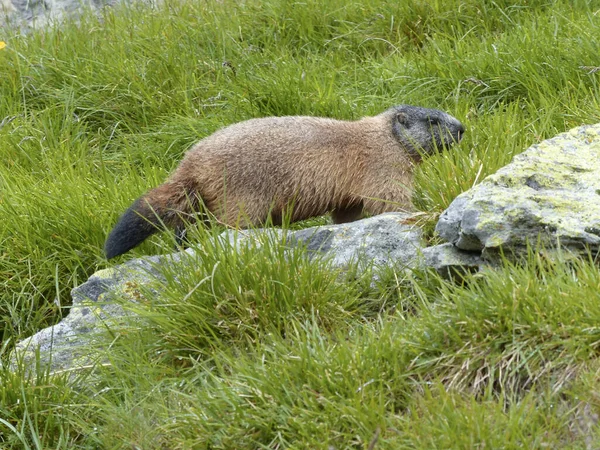 Marmota Alpina Las Altas Montañas Austria —  Fotos de Stock