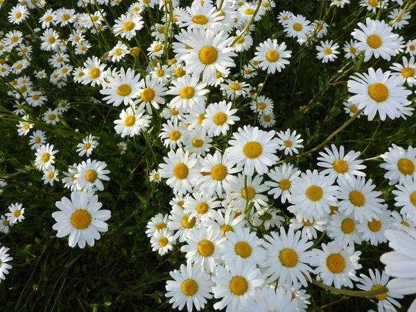 Gänseblümchenwiese Sommer — Stockfoto