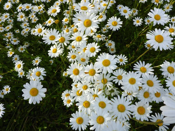 Meadow Daisies Summertime — Stock Photo, Image