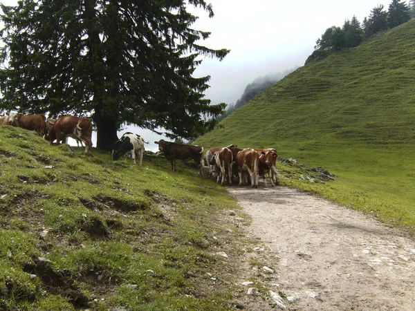 Stado Krów Szlaku Piramidenspitze Górskiej Wycieczki Tyrolu Austria Wiosną — Zdjęcie stockowe