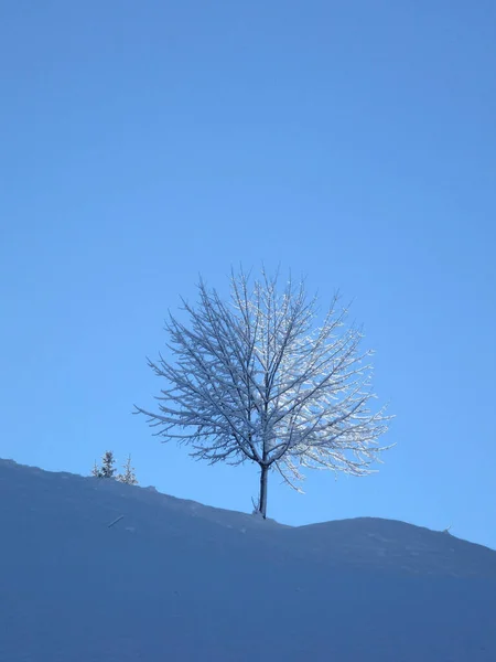 Passeio Caminhada Inverno Pela Montanha Hoher Frassen Raggal Áustria — Fotografia de Stock