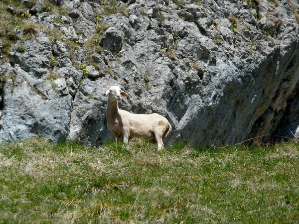 Ovelha Montanha Alpes Austríacos — Fotografia de Stock