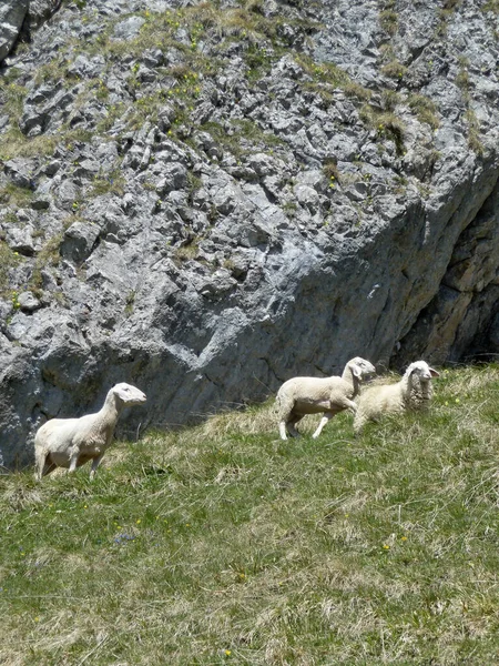 Moutons Montagne Dans Les Alpes Autrichiennes — Photo