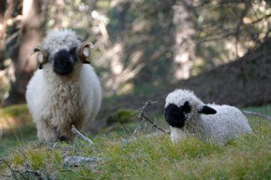 Valais sürüsü Avusturya 'da bir çayırda kara burunlu koyun sürüsü
