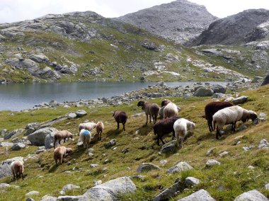 Dağlarda sürüler halinde yayılmış koyunlar,