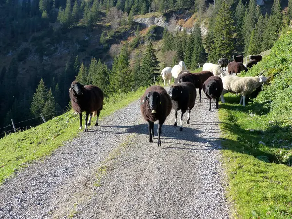 Herde Von Bergschafen Ovis Aries Unterwegs Bayerische Alpen — Stockfoto