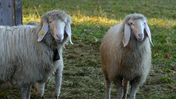 山の羊の群れ Ovis Aries 歩道上で バイエルンアルプス — ストック写真
