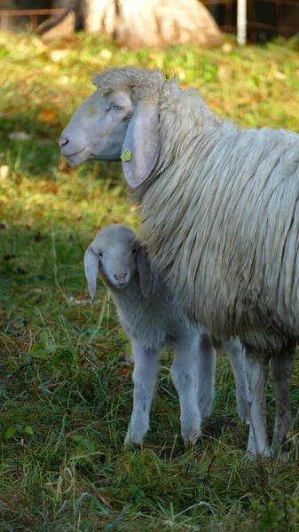 Owce Górskie Jagnięciny Ovis Aries Szlaku Górskim — Zdjęcie stockowe