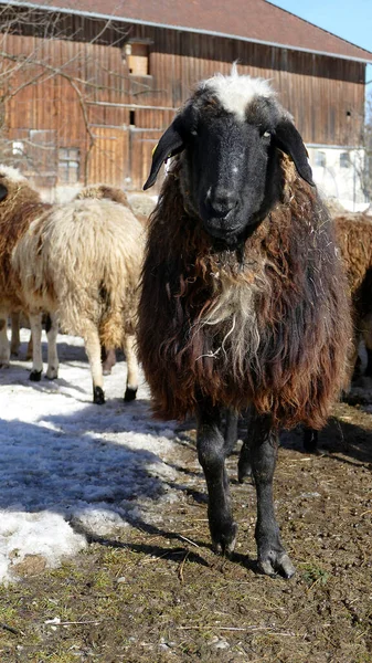 Mandria Pecore Montagna Ovis Aries Sul Sentiero Alpi Bavaresi — Foto Stock