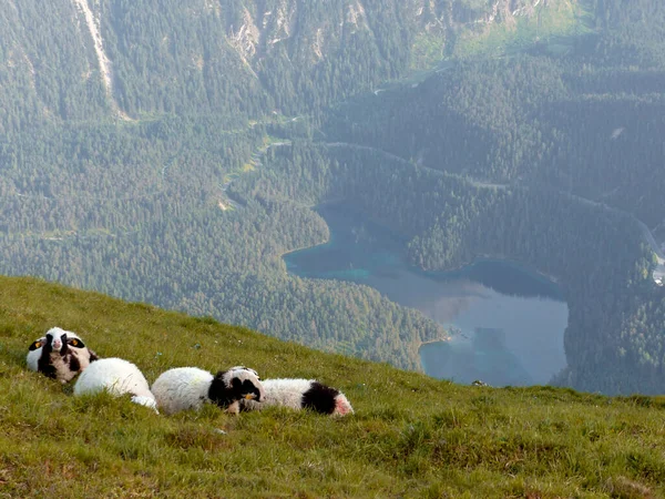 Stado Owiec Górskich Ovis Aries Wysokich Górach — Zdjęcie stockowe