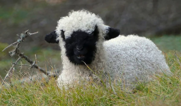 Młody Valais Owca Czarnym Nosem Łące Austria — Zdjęcie stockowe