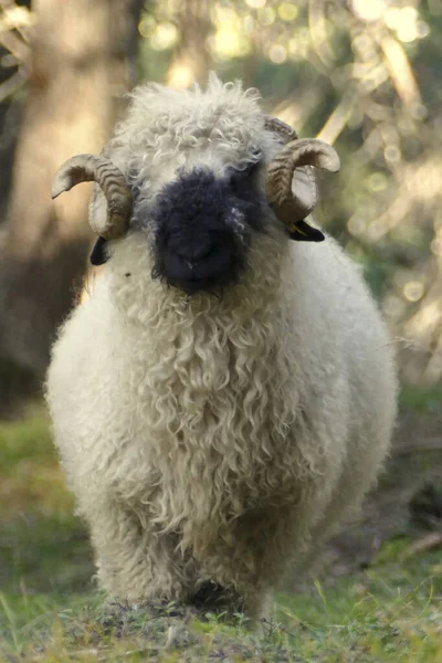 Wallis Schaap Met Zwarte Neus Een Weiland Oostenrijk — Stockfoto